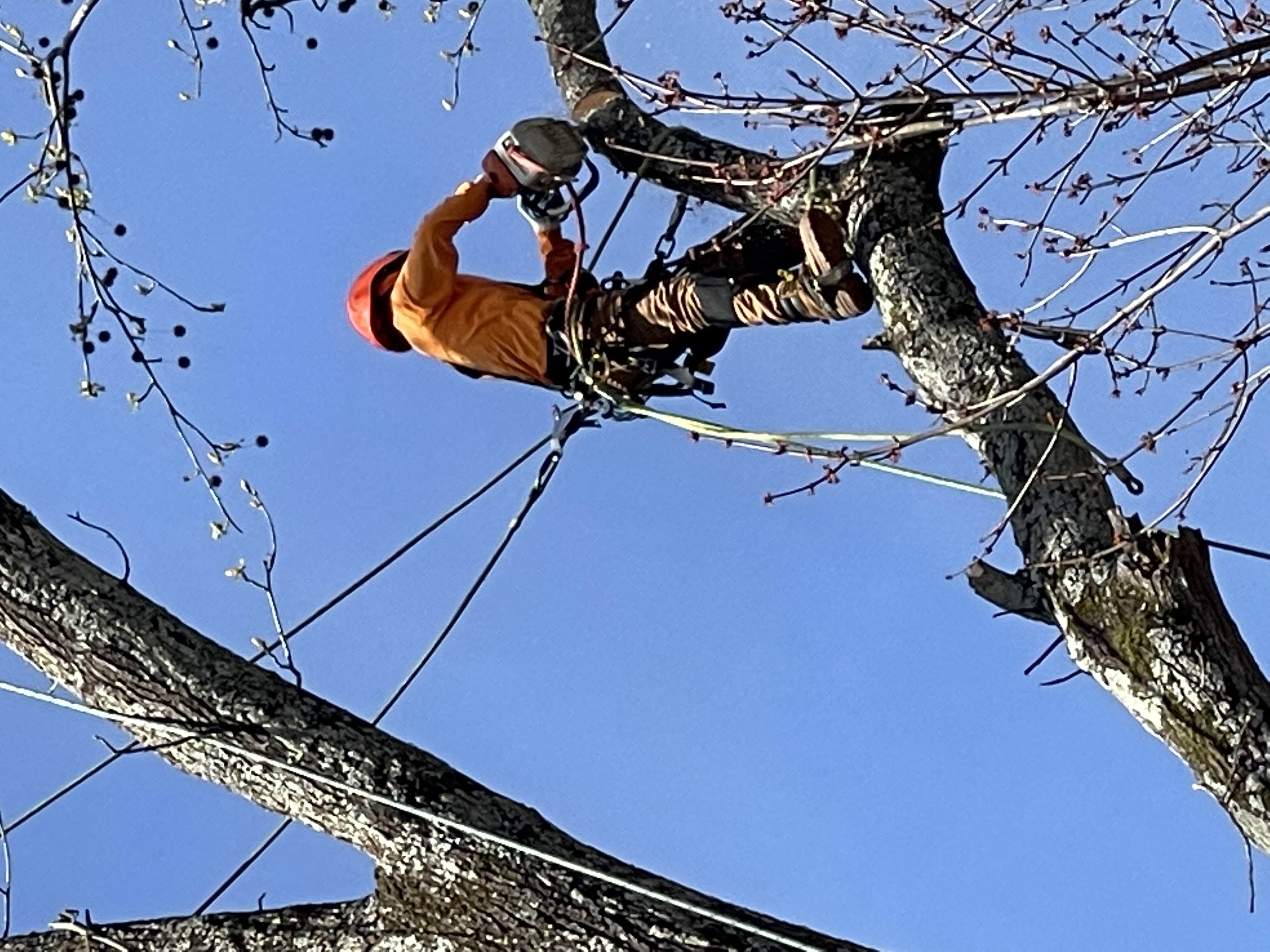 Avatar for Indigo Professional Tree Service