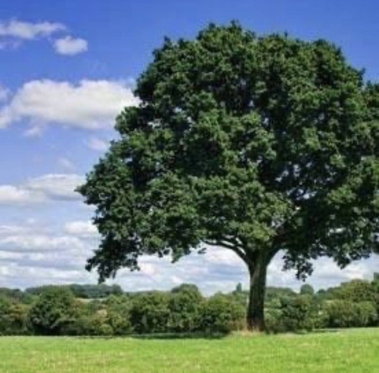 Avatar for Emery Tree Service of PA