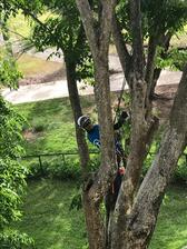 Avatar for GIBSON TREE SERVICE LLC