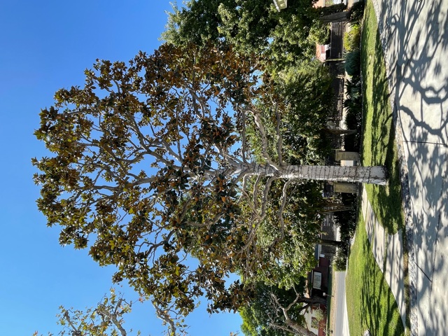 Avatar for Reyes Tree Service & Gardening