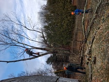 Avatar for 3 C's Professional Tree Removal