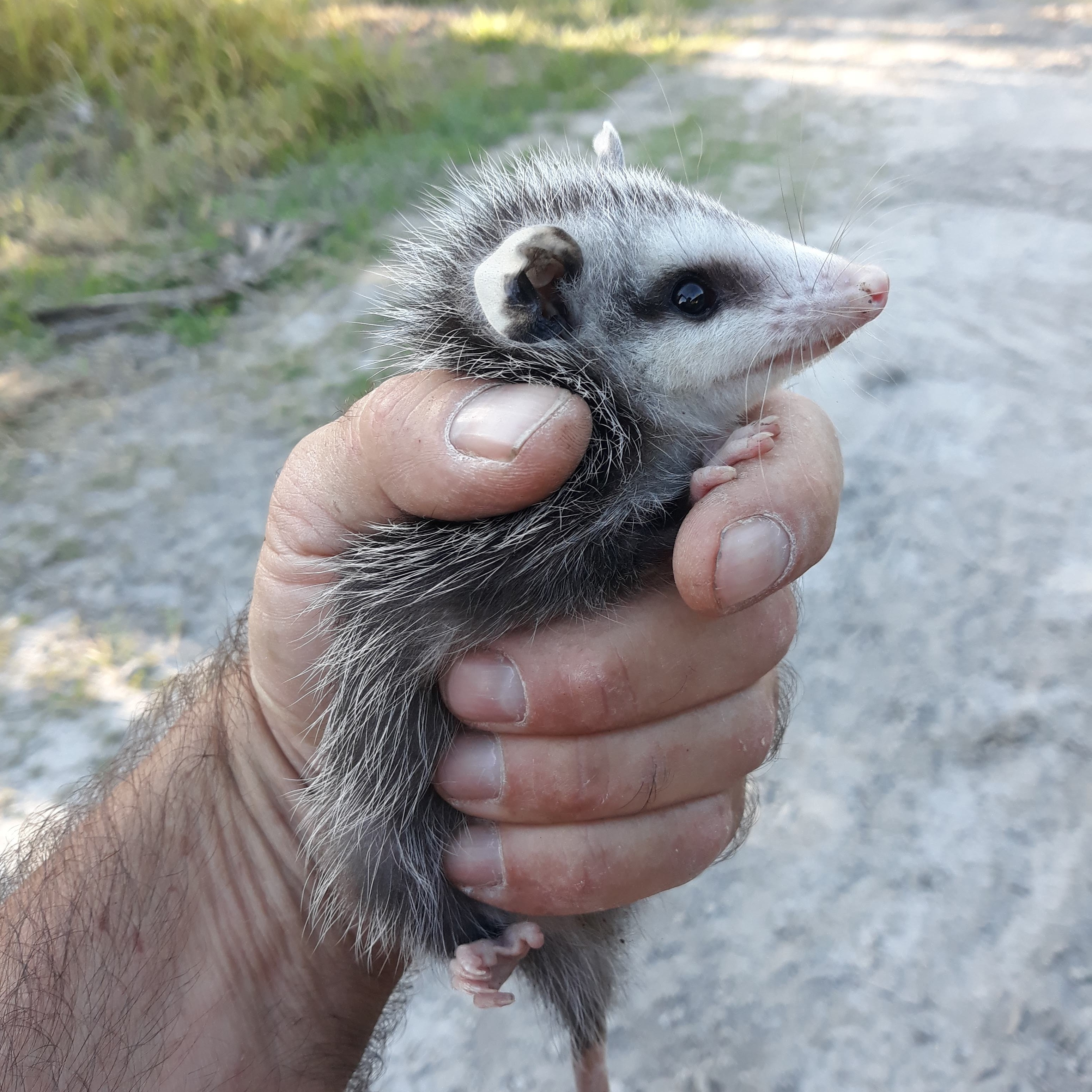 Avatar for Jt Wildlife Removal