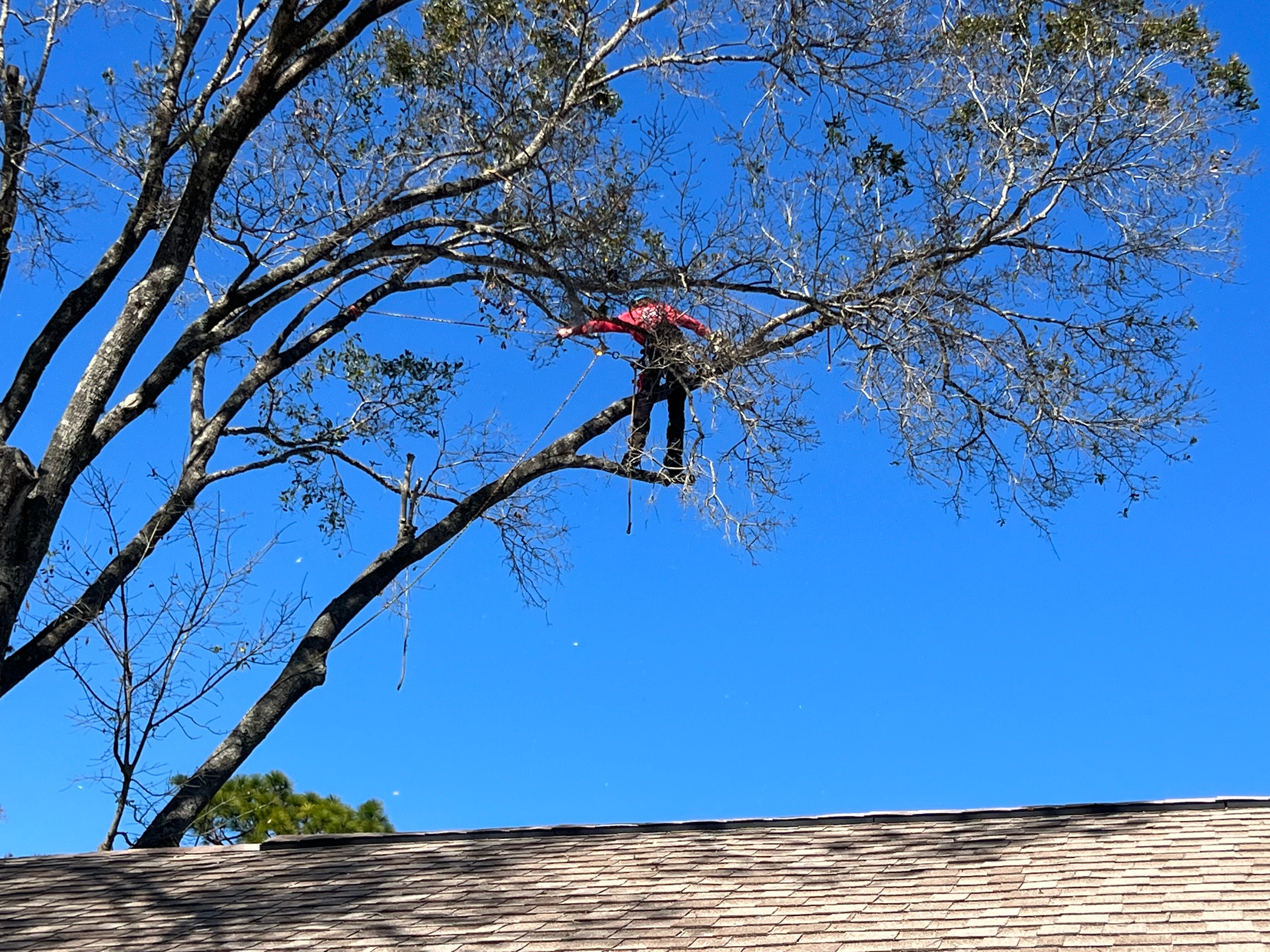 Avatar for Peninsula Tree Service