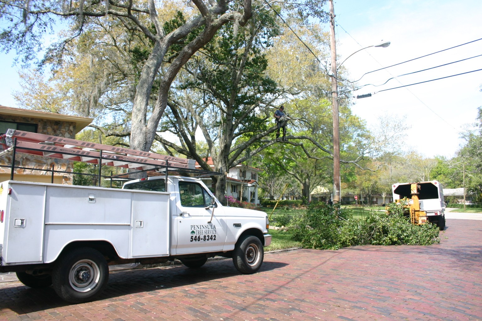 Logo for Peninsula Tree Service