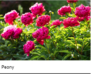 Avatar for Dream Green