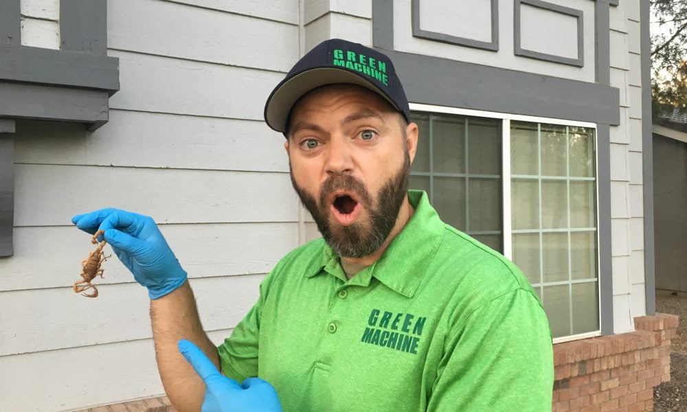 Avatar for Green Machine Pest Control