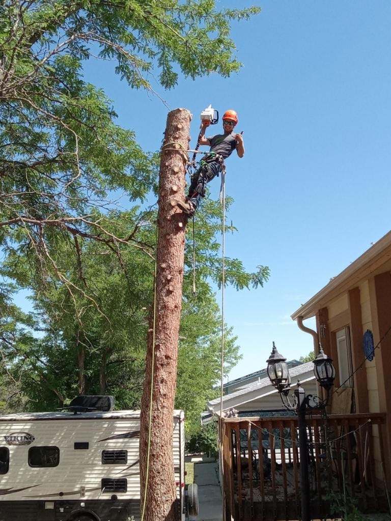 Logo for Ziggy's Tree Care