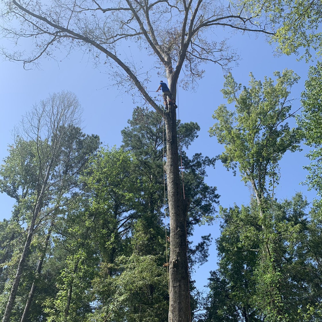 Logo for Woodland Tree Service