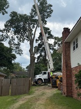 Logo for Woodland Tree Service