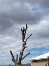 Avatar for Bonngards Tree Care