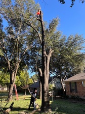 Avatar for Max Tree Service