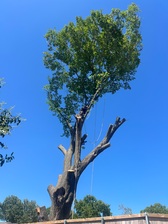 Avatar for Max Tree Service