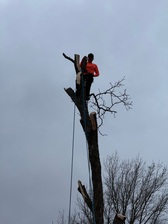 Avatar for Max Tree Service