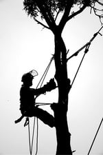 Max Tree Service logo