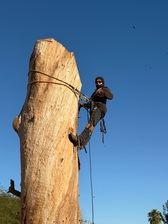 Avatar for Hernan Tree Service