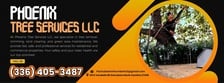 Avatar for Phoenix Tree Service
