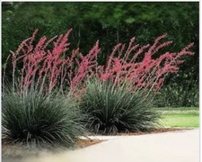 Avatar for Hill Country Landscaping LLC