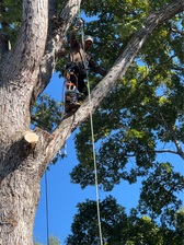 Avatar for WB Castellanos Tree service LLC