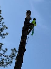 Avatar for Tower Mountain Tree Service