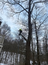 Avatar for Affordable Tree Removers