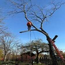 Avatar for Affordable Tree Removers