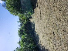 Avatar for LANDSCAPING SERVICES