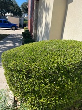 Avatar for Flora Lawn Care Landscaping