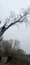 Avatar for Broken Branches