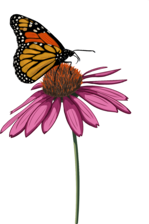 Avatar for Monarch Meadows LLC