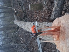 Avatar for The ground up tree service