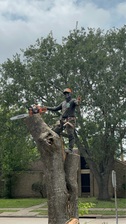 Avatar for Efraín trees services