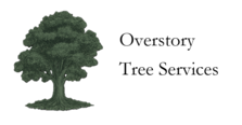 Avatar for Overstory Tree