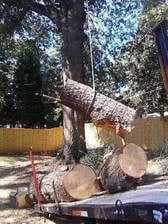 Avatar for AMERICAN TREE SERVICE