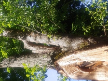 Avatar for From the ground and all around