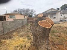 Avatar for Dougs tree service