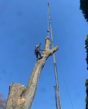 Avatar for Kaiquer's Tree Service