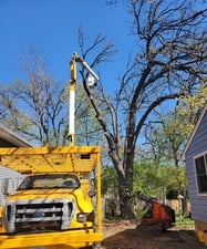 Avatar for Kaiquer's Tree Service