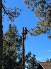 Avatar for Garlands Tree care