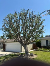 Avatar for Cervantes Lanscape and Gardening Services