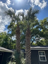 Avatar for Mackdog Tree Services