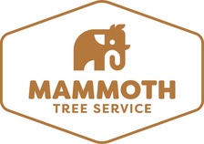 Avatar for Mammoth Tree Service, LLC