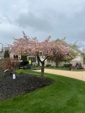 Avatar for Daniel's Lawn Care