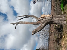 Avatar for H&R Tree service