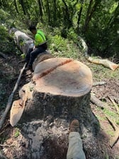 Avatar for Monkeys tree services