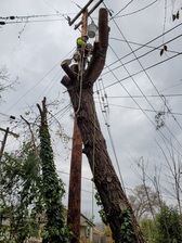 Avatar for Black Oak Tree Care