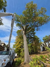 Avatar for Dave's tree service