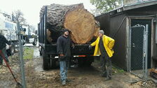 Avatar for South Valley Tree