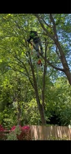 Avatar for G&P Tree Specialists