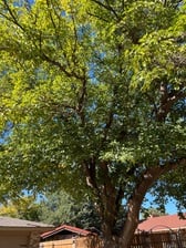 Avatar for Above and beyond family tree service