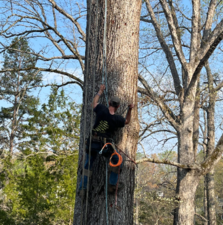 Avatar for JJNC Tree, Limb Removal, and Yard Care, LLC